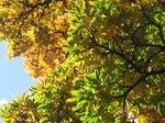 SX32097 Coloured leaves in Bute park.jpg
